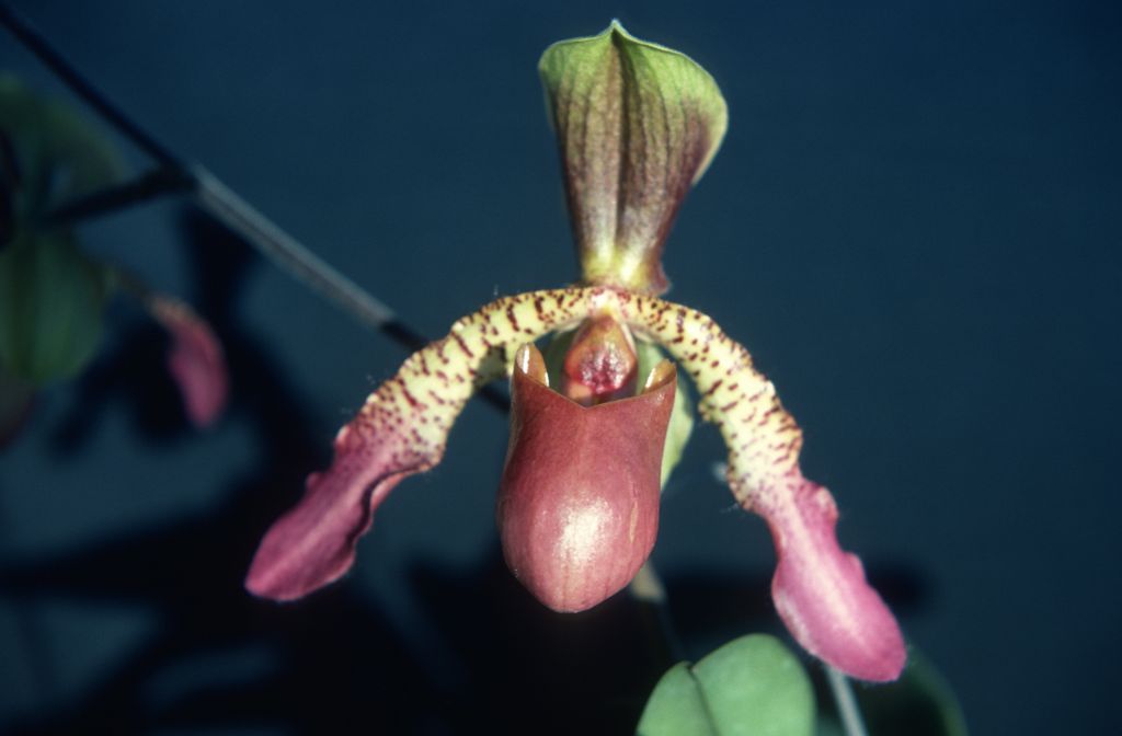 Paphiopedilum Glaucolowii, December 1978, roll 197812H9 slide 14