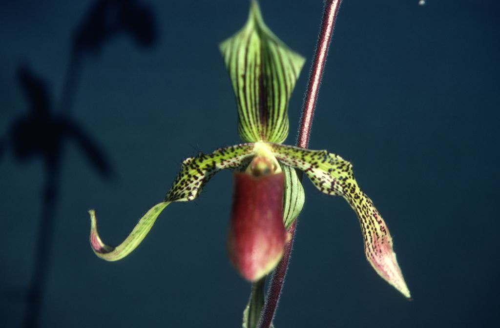 Paphiopedilum Glaucolowii, December 1978, probably mislabeled, matches slide 16, Paphiopedilum Apple-Roths, which had not yet been registered (appletonianum x rothschildianum), roll 197812H9 slide 15