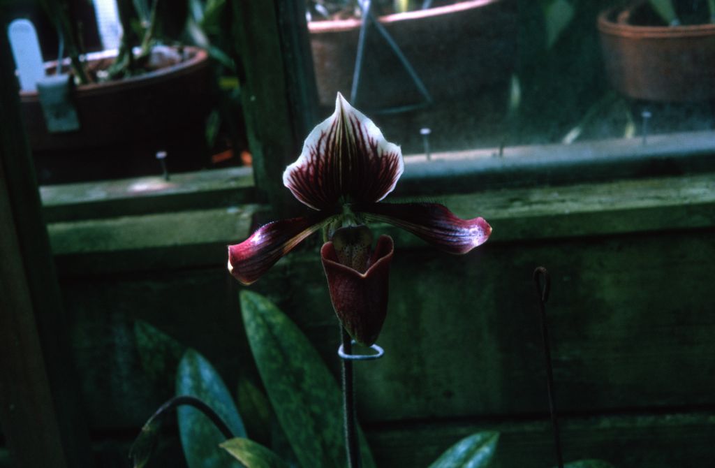 Paphiopedilum Harrisianum, August 1964, roll 196408H slide 18