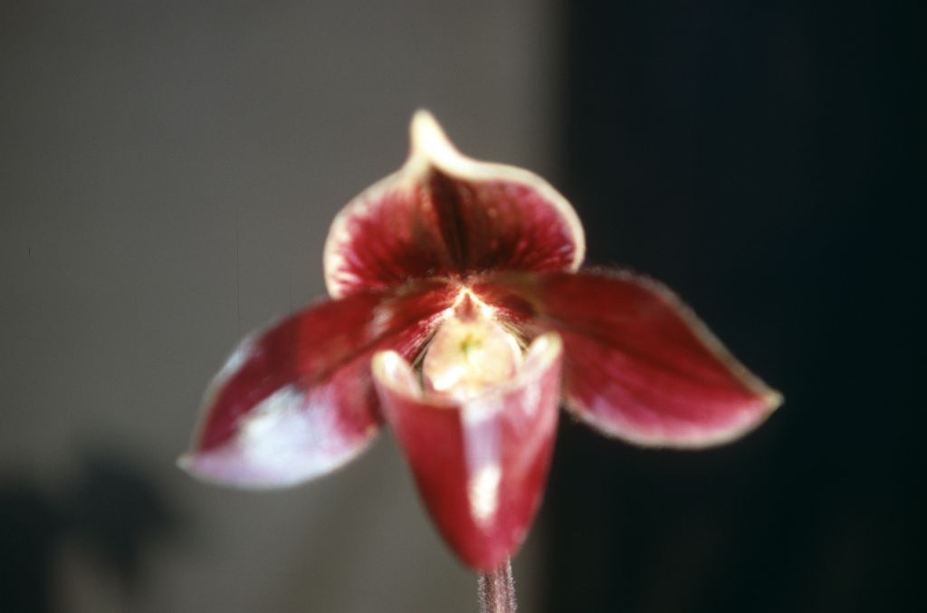 Paphiopedilum Harri-Leeanum '#2' 'Carimo', April 1968, roll 196804H4 slide 14