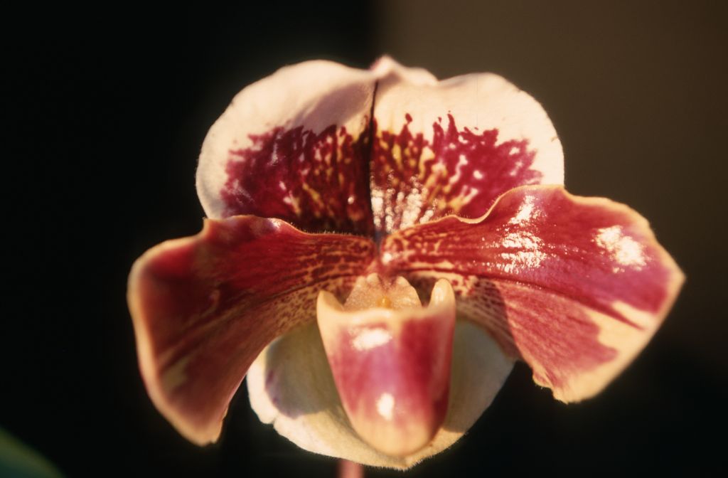 Paphiopedilum Harrow 'Earl', December 1969, roll 196912H6 slide 16
