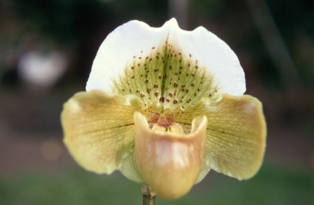 Paphiopedilum Hadrian 'Chesham' (1915), January 1970, roll 197001H6 slide 20