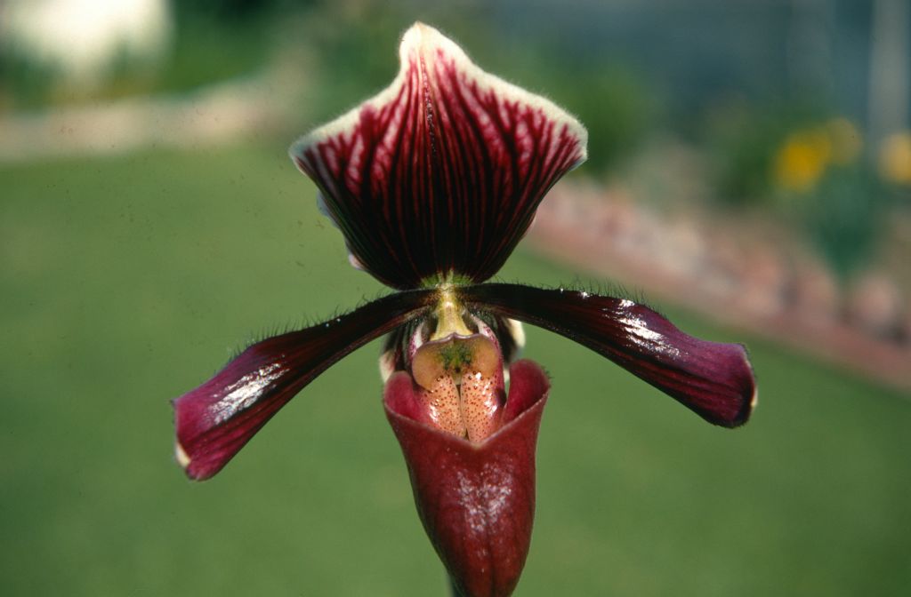 Paphiopedilum Harrisianum 'Superbum', February 1970, roll 197002H6 slide 12