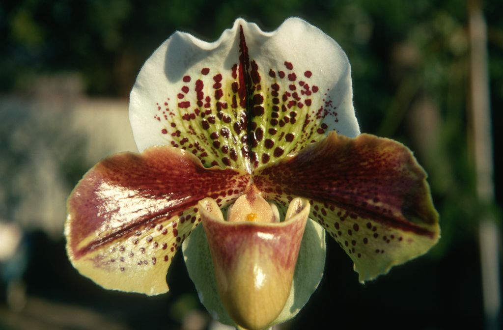 Paphiopedilum H. Yamamoto 'Mikage' HCC/AOS/ODC, February 1970, roll 197002H6 slide 6