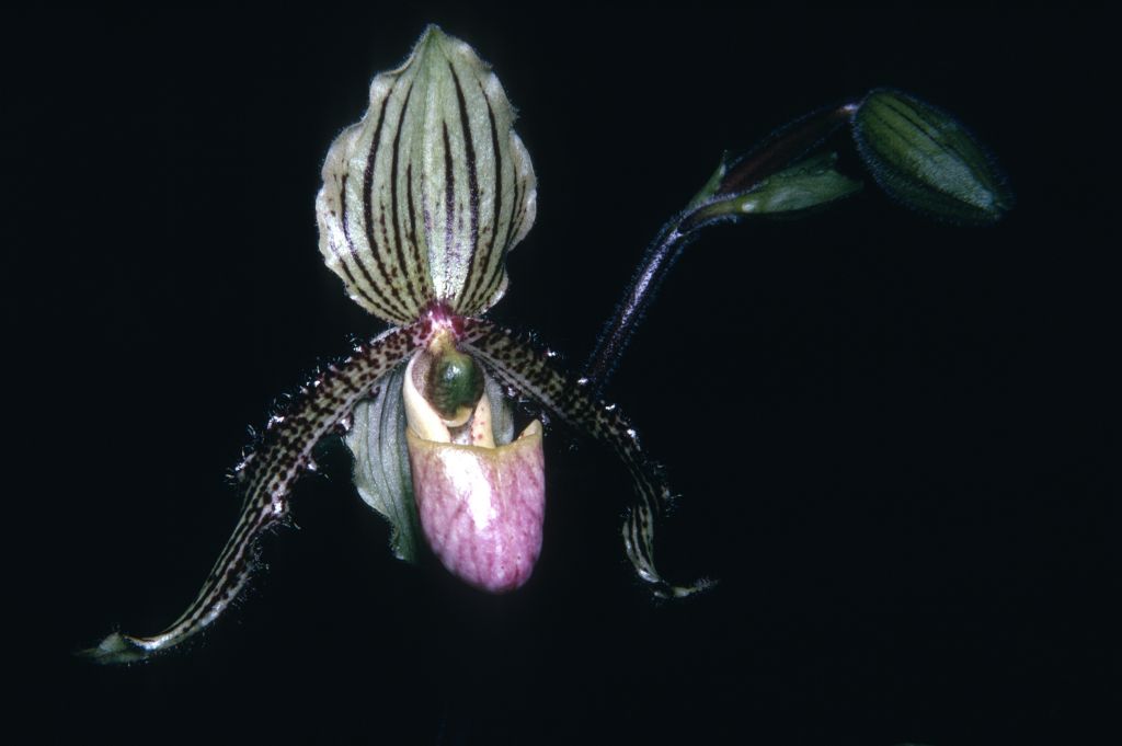 Paphiopedilum Helvetia 'E. Charles', August 1970, roll 197008 slide 15.  The cultivar is named after Emerson W. ("Doc") Charles.