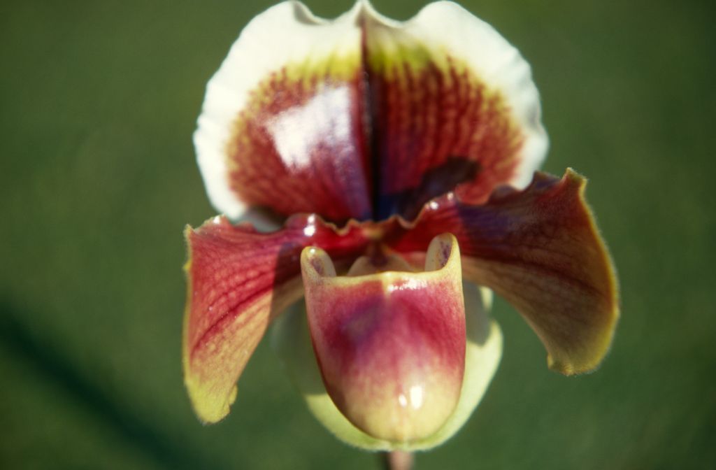 Paphiopedilum Happy Landing 'Carimo', December 1970, roll 197012H7 slide 9