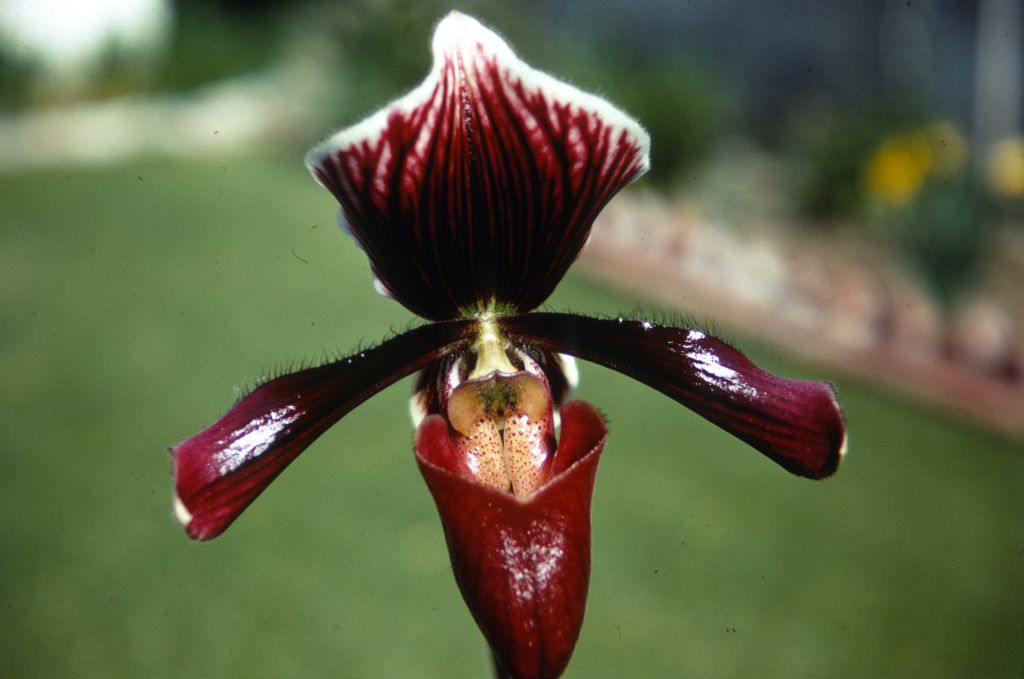 Paphiopedilum Harrisianum 'Superbum', Duplicate Slide 4, made January 1971, roll 197101H8.