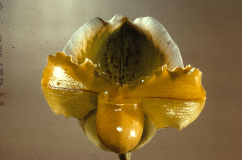 Paphiopedilum Harry Stage 'Green Lite' HCC/AOS, Duplicate Slide 52, made January1971, roll 1971101H8.