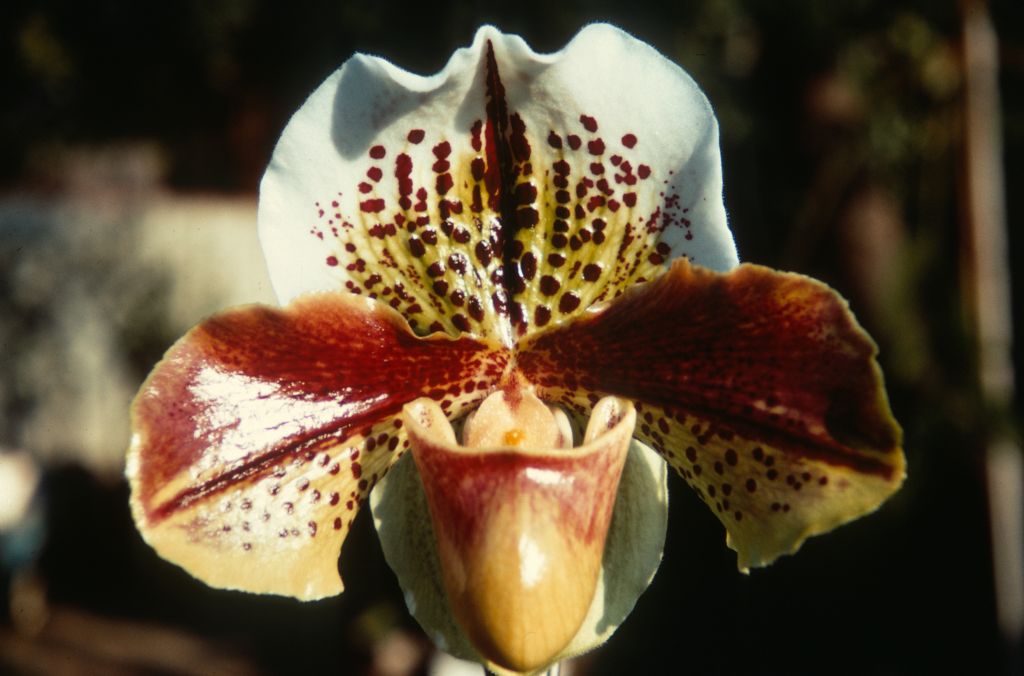Paphiopedilum H. Yamamoto 'Mikage' HCC/AOS HCC/ODC, Duplicate Slide 53, made January 1971, roll 197101H8.