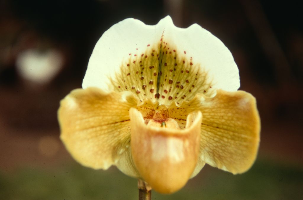 Paphiopedilum Hadrian 'Chesham' (1915), Duplicate Slide 62, made January 1971, roll 197101H8.