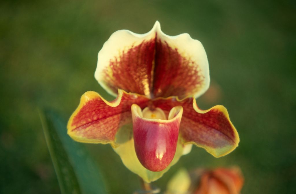 Paphiopedilum H. G. Vander Sluis, February 1971, roll 197102H7 slide 18