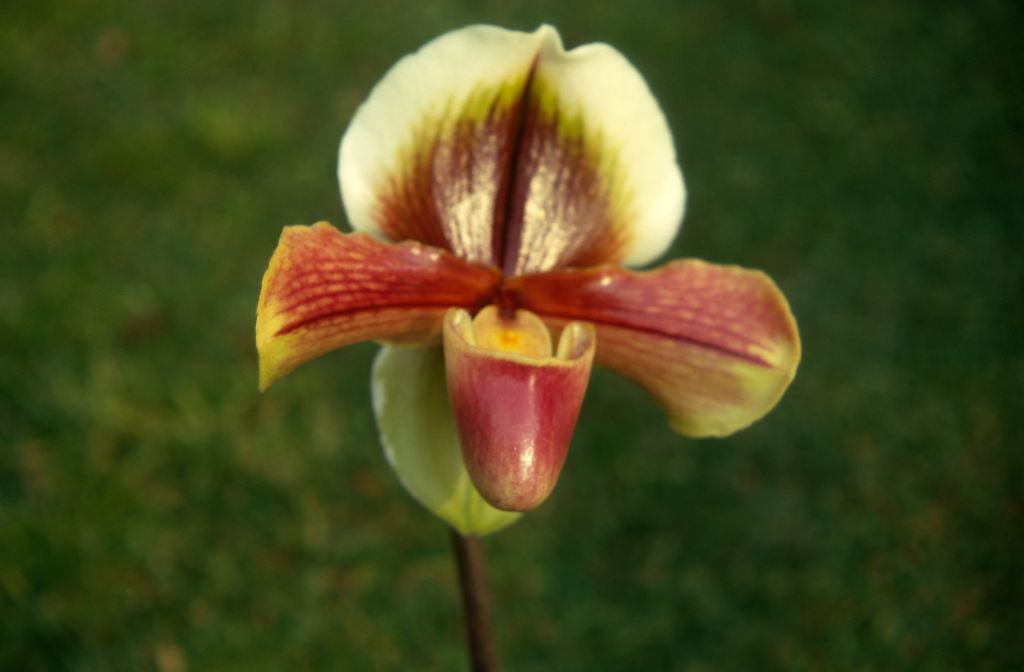 Paphiopedilum Harbur 'Balthazar', February 1971, roll 197102H7 slide 6