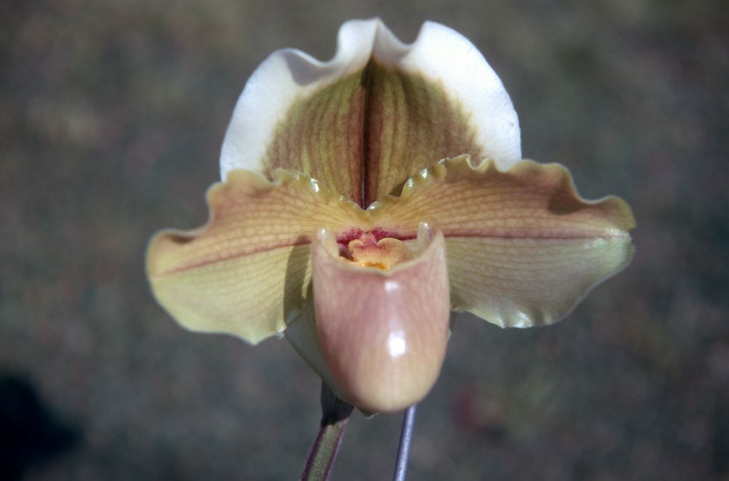 Paphiopedilum Halo 'Brotherhood', March 1971, roll 197103H7 slide 8