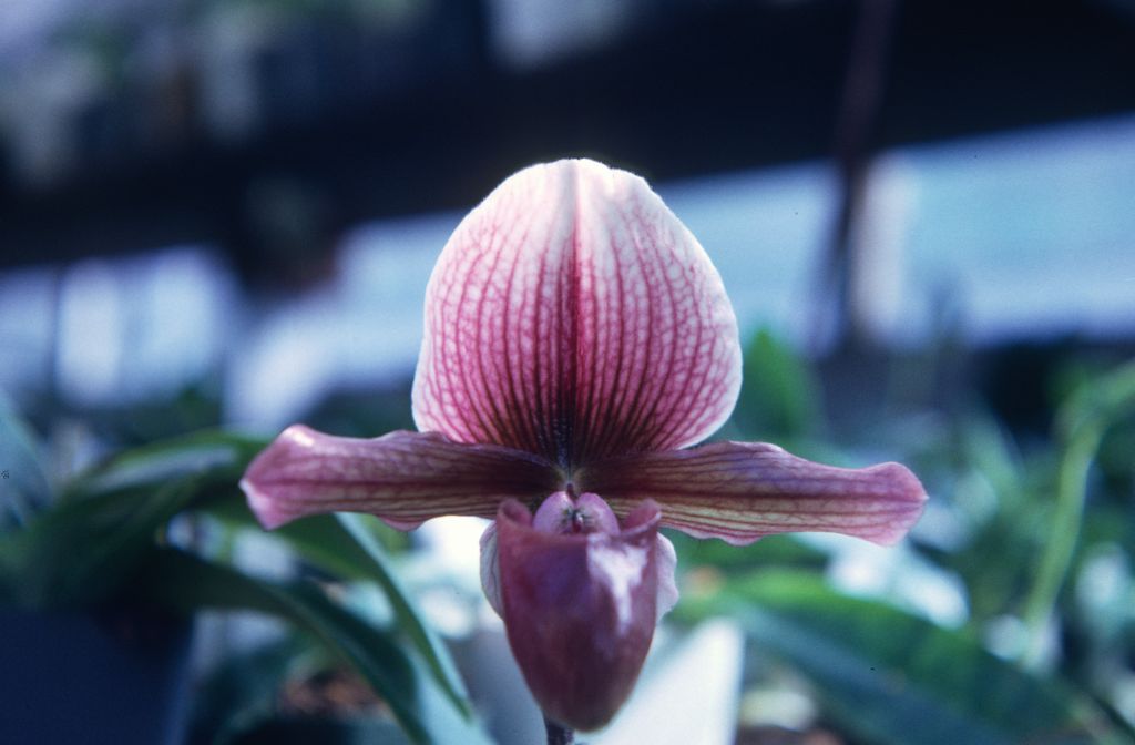 Paphiopedilum Hassallii, November 1967, roll 196711H1 slide 16