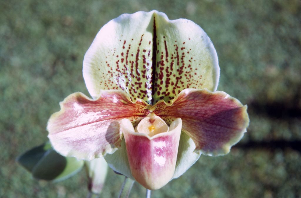 Paphiopedilum Hunters Point 'San Francisco' AM/ODC, December 1971, roll 197112H4 slide 8