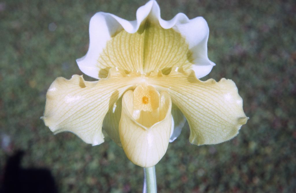 Paphiopedilum Halo 'Canary', January 1972, roll 197201H7 slide 21