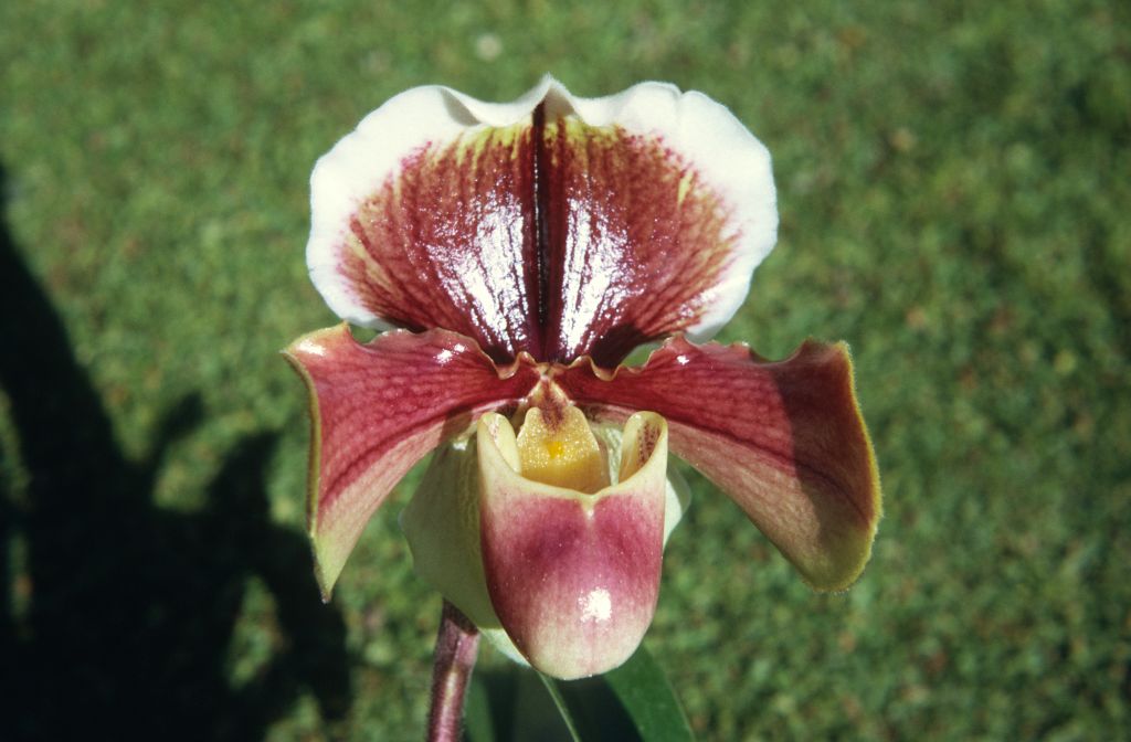 Paphiopedilum Happy Landing 'Carimo', February 1972, roll 197202H5 slide 8