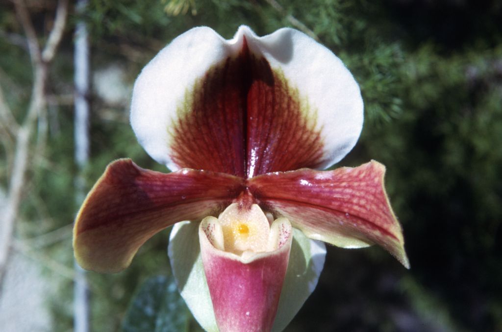 Paphiopedilum Harbur 'Balthazar', December 1972, roll 197212H11 slide 18