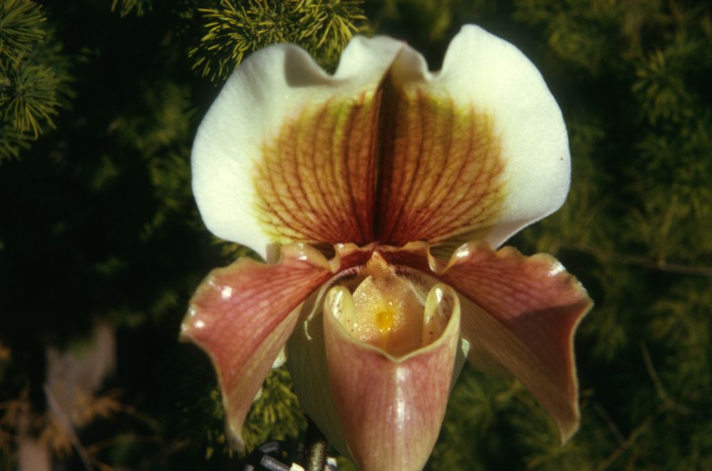 Paphiopedilum Hellas 'Westonbirt', February 1974, roll 197402H11 slide 15