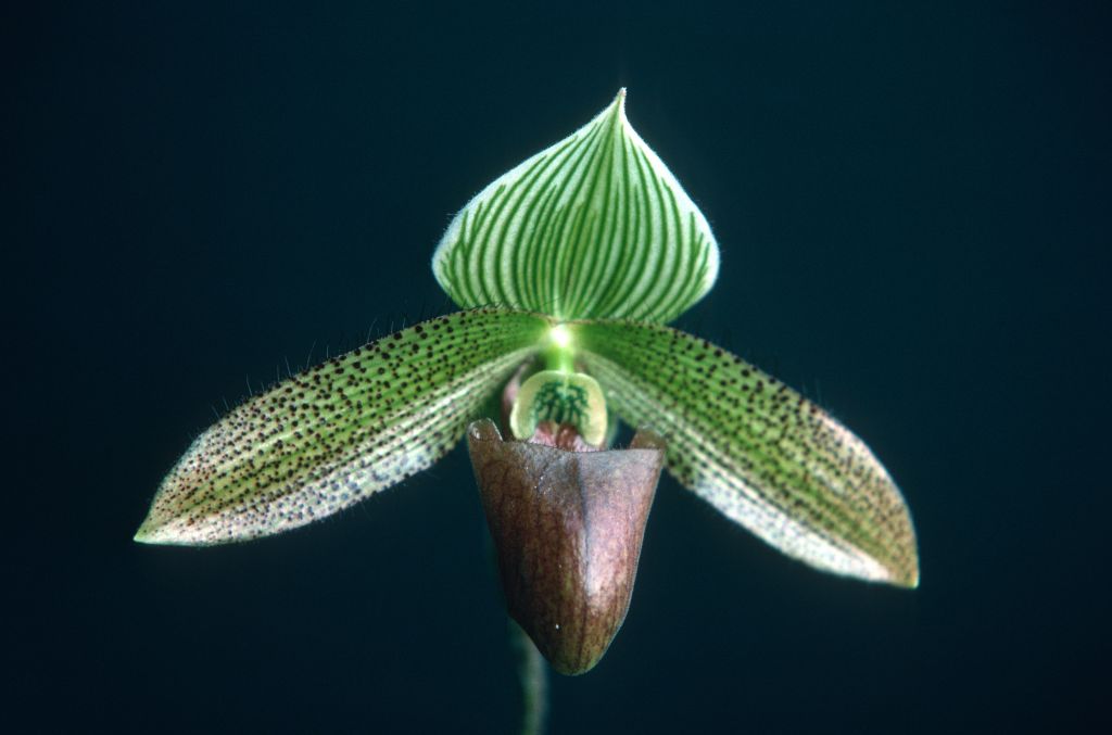 Paphiopedilum Helen Milton, June 1975, roll 197506H7 slide 17
