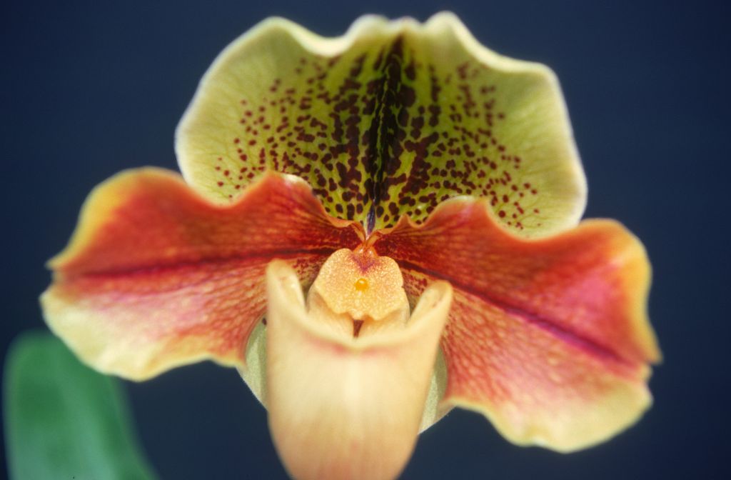 Paphiopedilum Hunters Point 'Terry', March 1976, roll 197603H9 slide 5