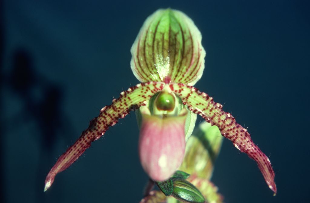Paphiopedilum Helvetia, December 1978, roll 197812H9 slide 18