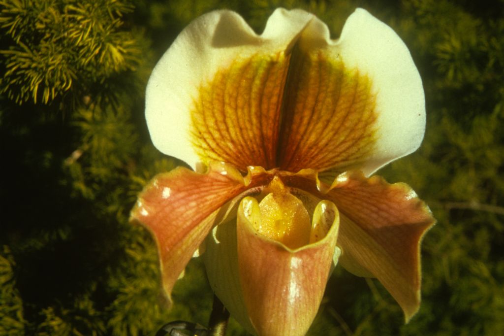 Paphiopedilum Hellas 'Westonbirt', no date on slide