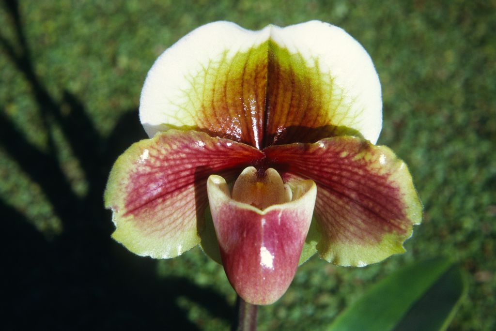Paphiopedilum Harbur 'Golden Gateway' HCC/AOS, Program 2 slide 31, January 1972, roll 197201H7 slide 12