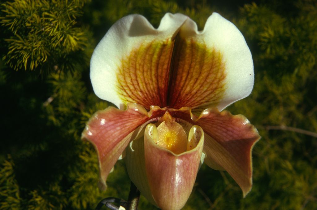 Paphiopedilum Hellas 'Westonbirt', Program 2 slide 33, February 1974, roll 197402H11