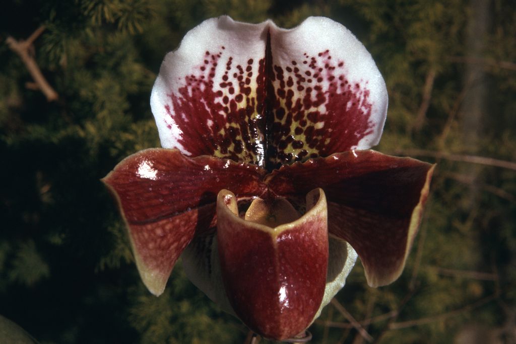 Paphiopedilum Hestred AM/RHS, Program 2, slide 46, May 19674, roll 197405H12 slide 3