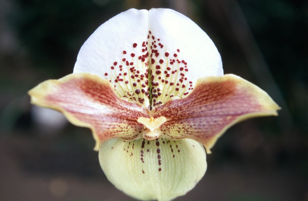 Paphiopedilum Ingcar, January 1970, roll 197001H6 slide 12