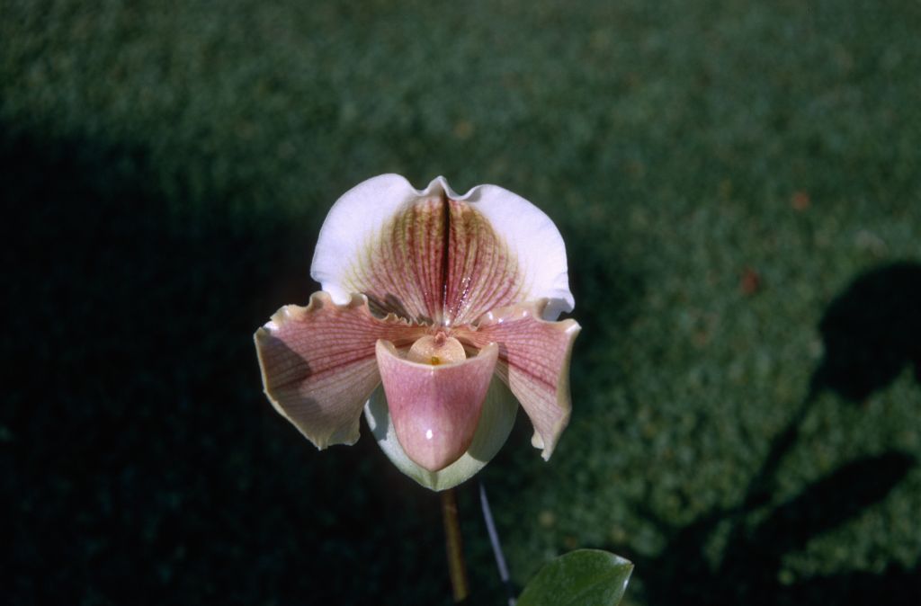 Paphiopedilum Inca 'Penn Valley', October 1970, roll 197010H4 slide 9