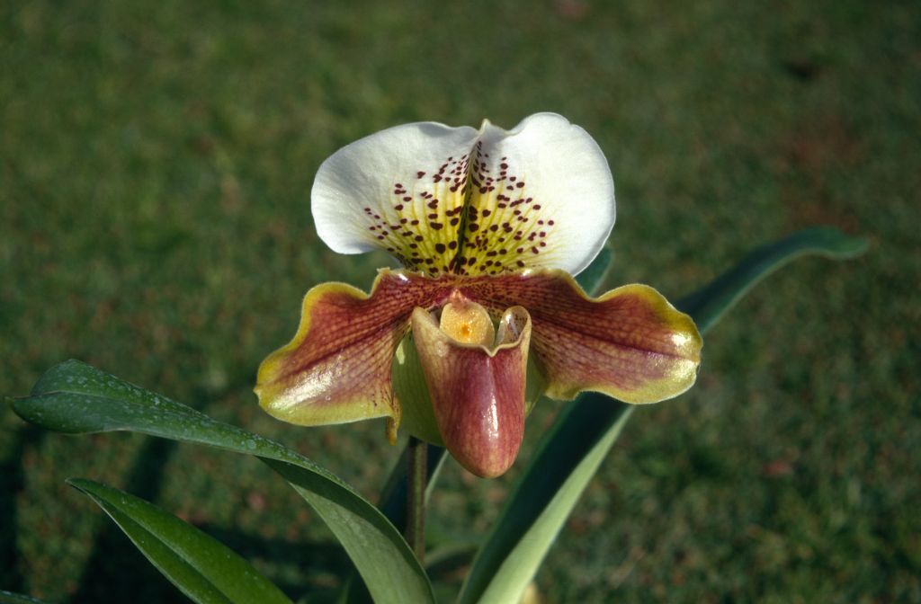 Paphiopedilum Ingcar 'Carimo', January 1971, roll 197101H3 slide 13