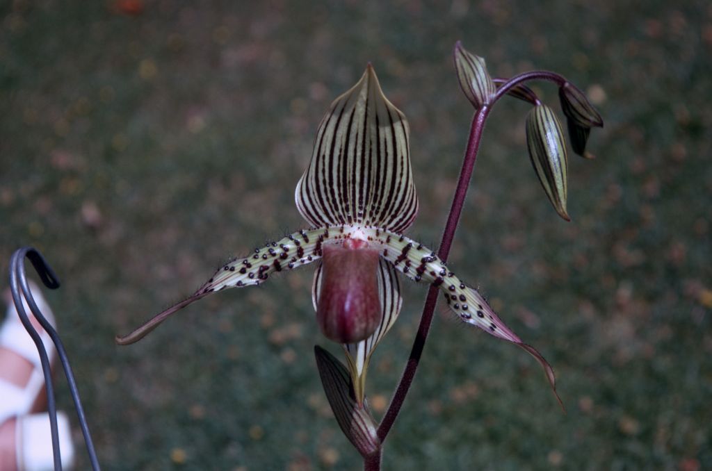 Paphiopedilum I'Ansonii, August 1971, roll 197108H3 slide 14