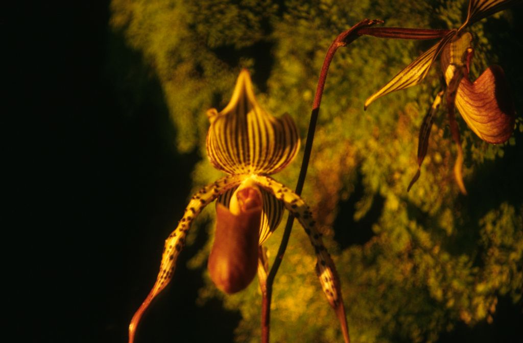 Paphiopedilum I'Ansonii 'Freckles', December 1973, roll 197312H7 slide 17