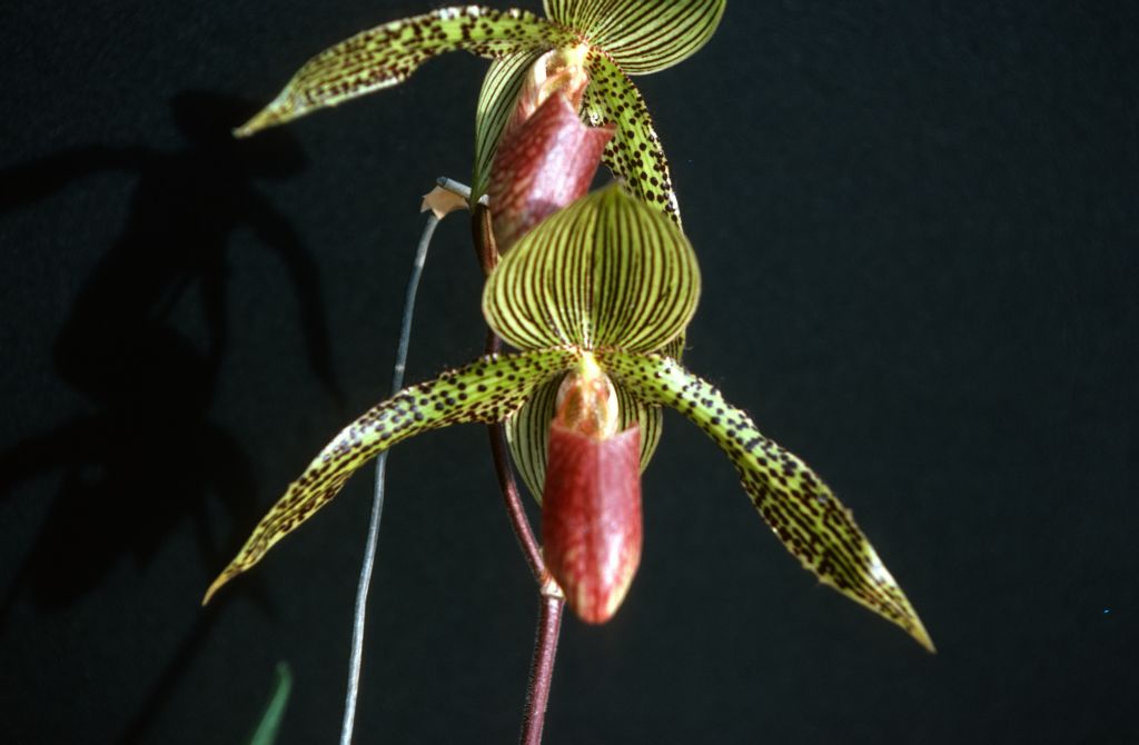 Paphiopedilum Iantha Stage 'Harry's Friend' HCC/AOS, October 1977, roll 197710H6 slide 6