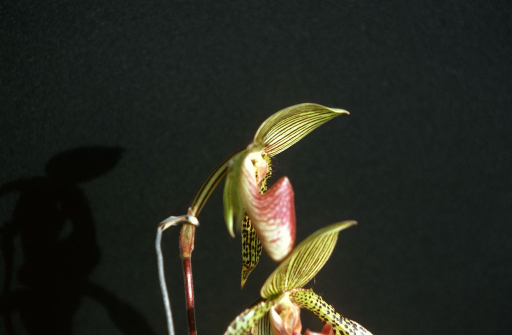 Paphiopedilum Iantha Stage 'Harry's Friend' HCC/AOS, side view, October 1977, 197710H6 slide 7