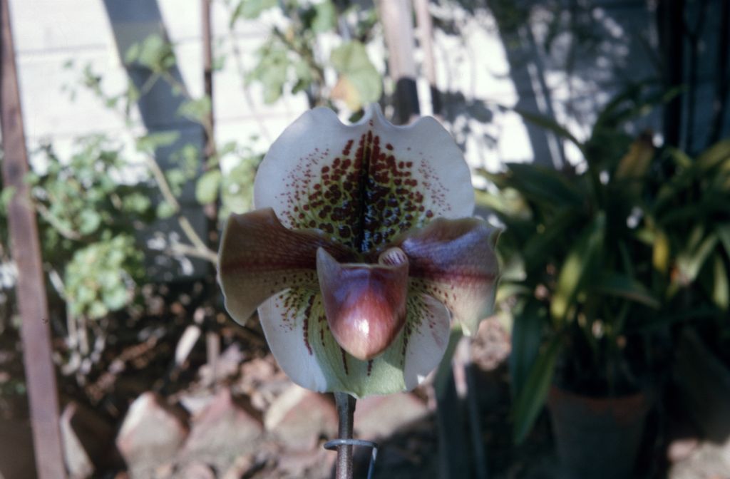 Paphiopedilum John Thatcher, January 1966, roll 196601H6 slide 14