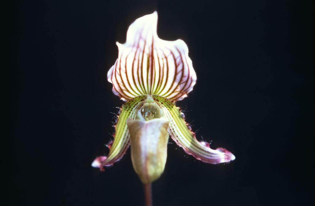Paphiopedilum Juno, August 1968, roll 196808H1 slide 1