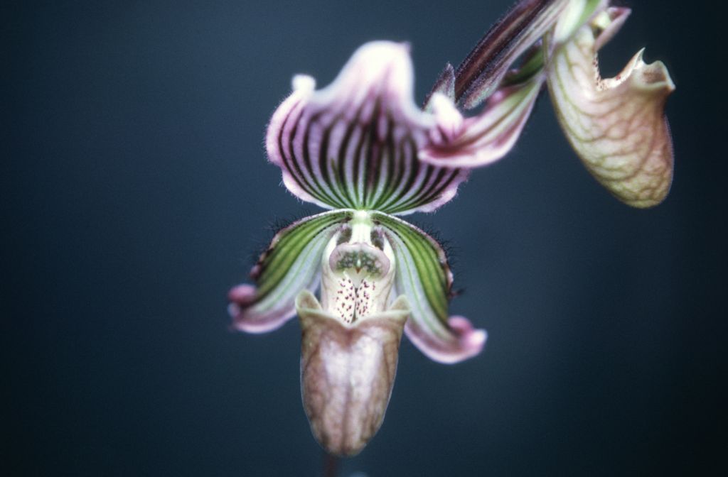 Paphiopedilum Juno 'McElderry' (including side view), September 1969, roll 196909H1 slide 19