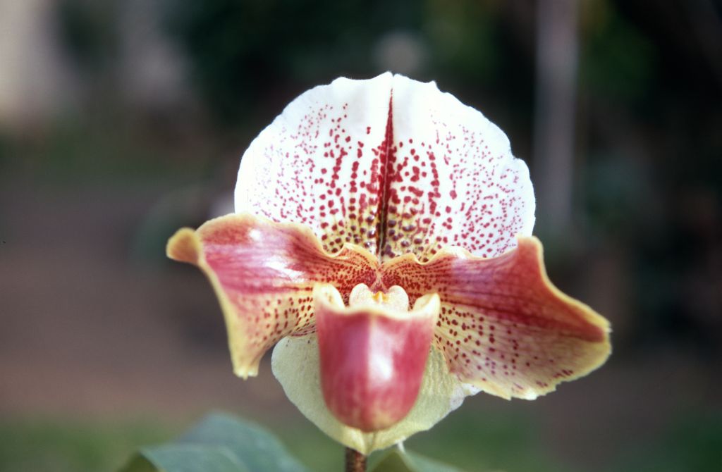 Paphiopedilum John Dovan 'Hilltop', January 1970, roll 197001H6 slide 13