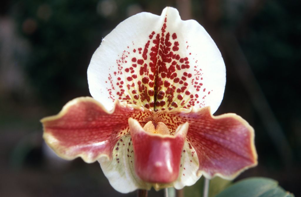 Paphiopedilum John Thatcher 'Big John', January 1970, roll 197001H6 slide 19