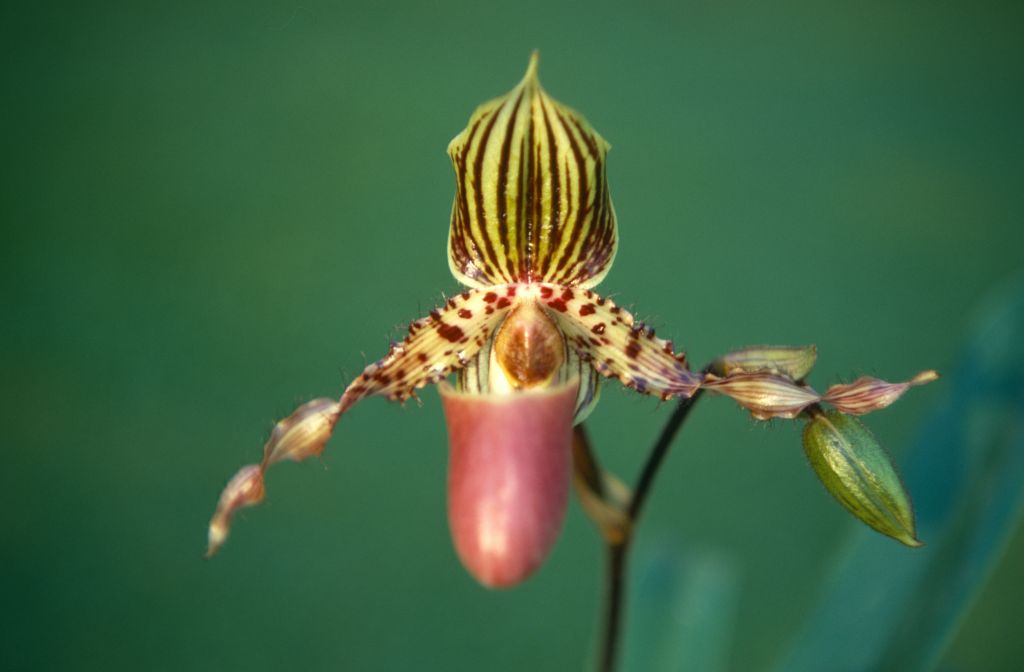 Paphiopedilum Jogjae 'Carimo', October 1970, roll 197010H3 slide 7