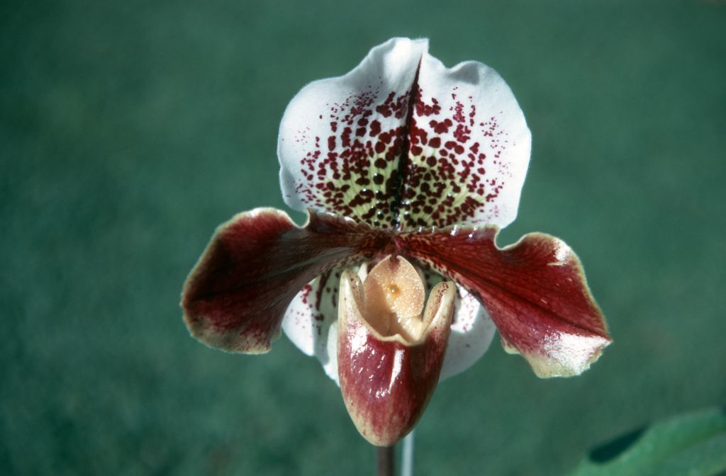 Paphiopedilum John Thatcher 'Bob McElderry', November 1970, roll 197011H4 slide 15