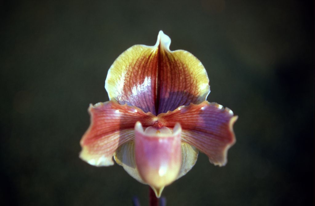 Paphiopedilum Josie Gonzales 'Brownskin', December 1970, roll 197012H6 slide 11