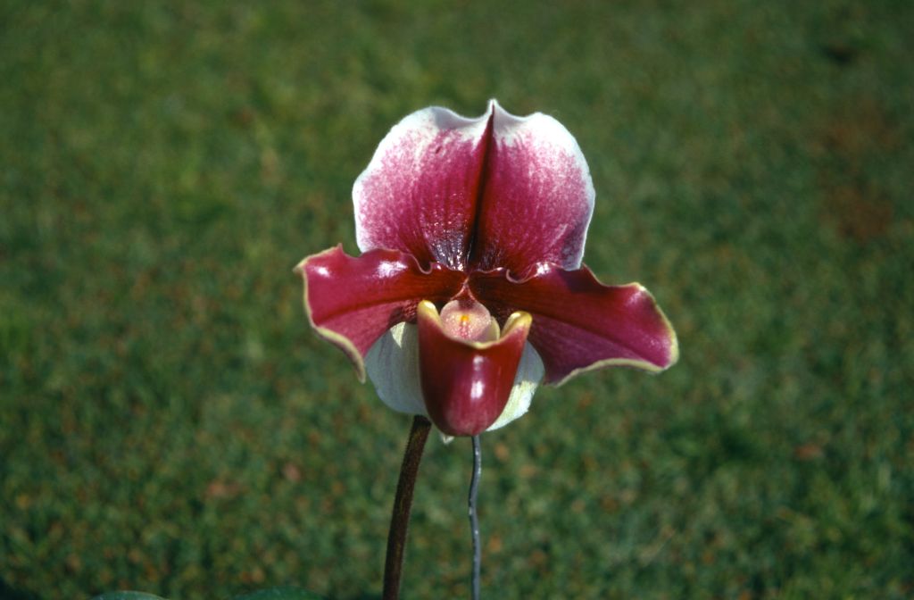 Paphiopedilum John Dovan 'Alison' AM (no such award was found, but there is a BM/CSA for this cultivar; cultivar 'The Friar' received AM/AOS/ODC), January 1971, roll 197101H3 slide 11