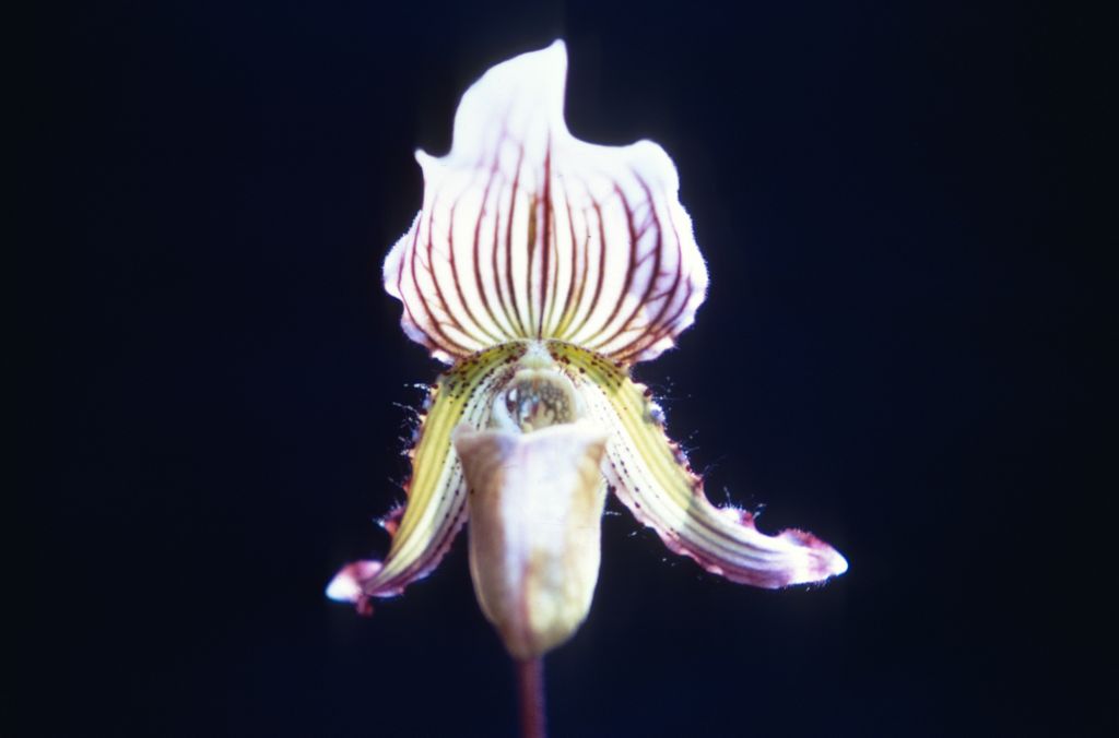 Paphiopedilum Juno, Duplicate Slide 45, made January 1971, roll 197101H8.
