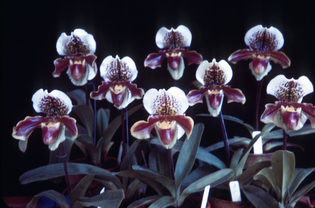 Paphiopedilum John Thatcher group, Duplicate Slide 54, made January 1971, roll 197101H8.