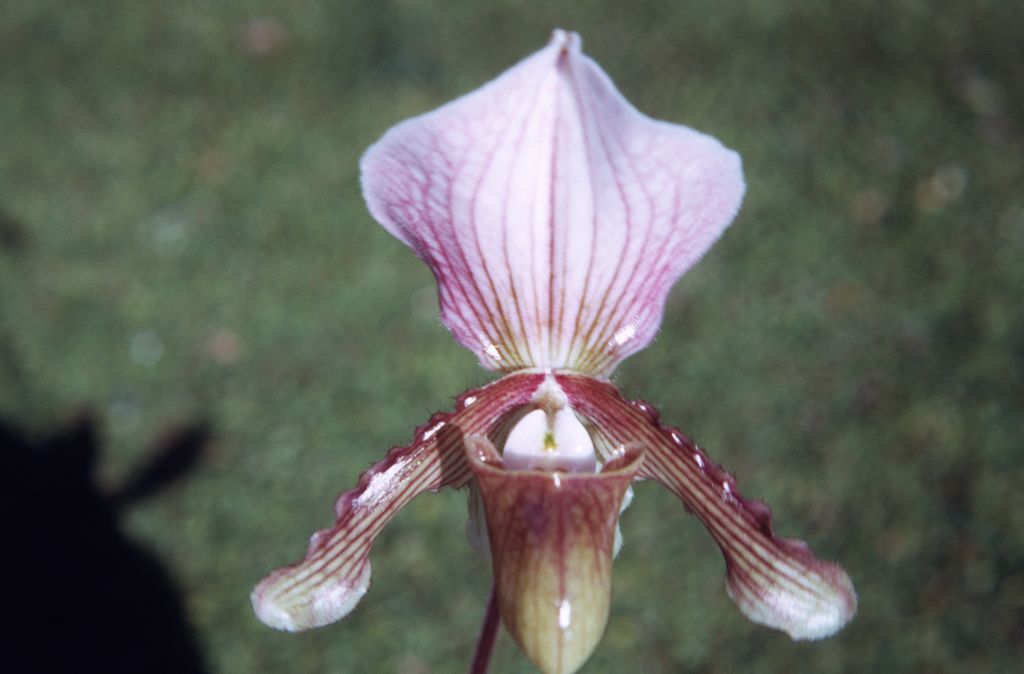 Paphiopedilum Jessie, January 1972, roll 197201H7 slide 11
