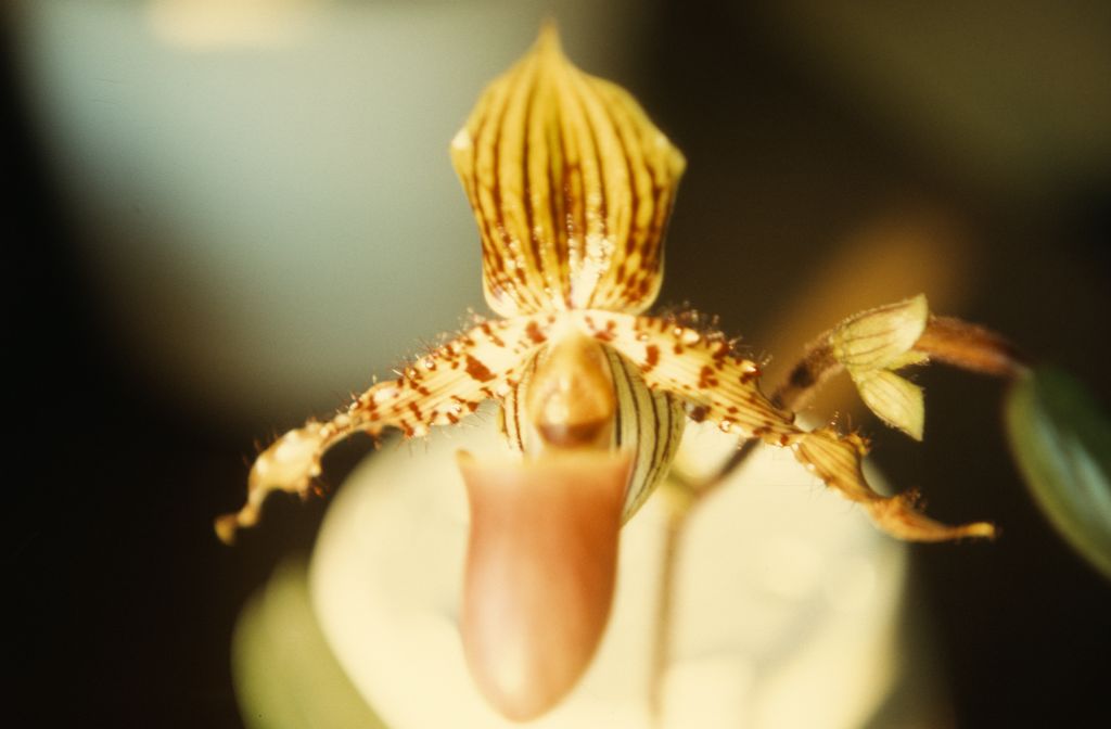 Paphiopedilum Jogjae, arboretum (i.e., in the collection of the Los Angeles State and County Arboretum), February 1972, roll 197202H5 slide 2
